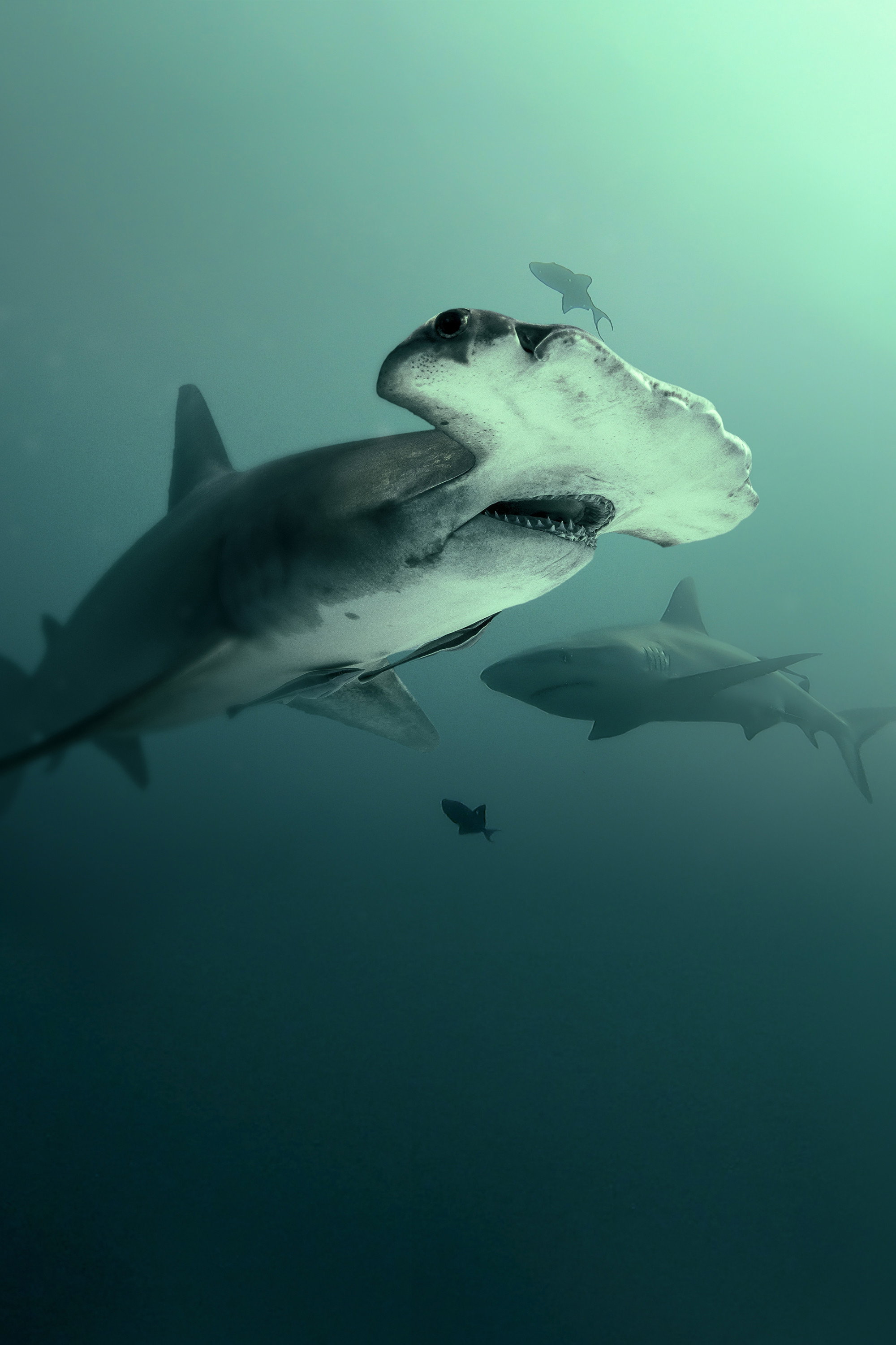 Bull Shark vs. Hammerhead