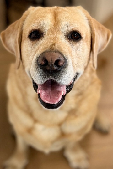 Deni