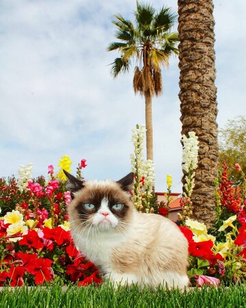 Grumpy Cat